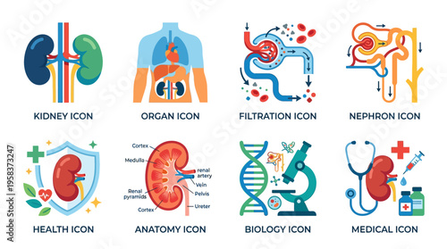Vector graphics illustrate human kidney vector diagrams and vector medical icons on a vector background with health vector symbols and vector biological vector illustrations.