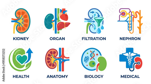 Vector illustrations of kidney organ, nephron filtration, and medical biology symbols for health anatomy education