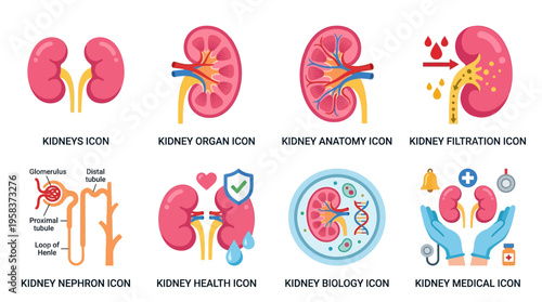 Vector illustrations of human kidney anatomy and medical icons in various vector styles and colors
