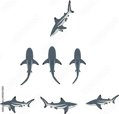 Flat vector illustration set of grey reef sharks swimming in top down and side profile views isolated on white background