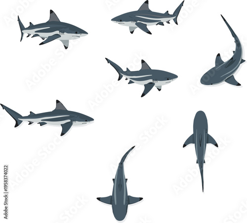 Flat vector illustration set of grey reef sharks swimming in various angles including top down and side views isolated on white