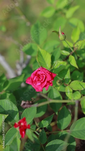 bright red rose captured in high angle, basking in natural sunlight within a vibrant green garden