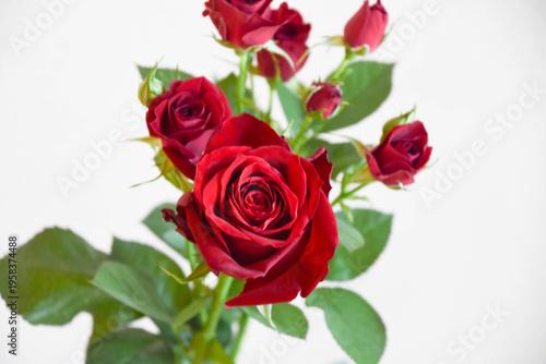 赤い薔薇