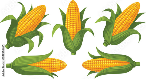 Fresh corn cobs collection with green leaves different angles farm organic vegetable vector illustration set isolated