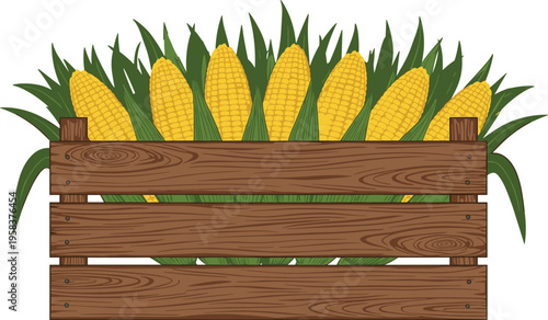 Fresh corn cobs in wooden crate with green leaves farm harvest organic vegetable vector illustration isolated design