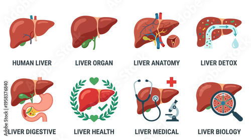 Vector illustration of human liver anatomy and health concepts with medical symbols and icons in a vector graphic format for educational purposes in a biology classroom setting.