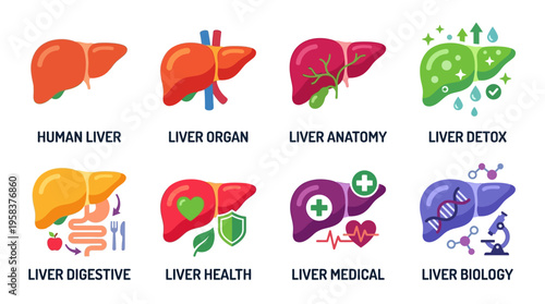 The vector illustration shows a human liver with various icons representing liver anatomy, health, and medical biology in a colorful and educational infographic.