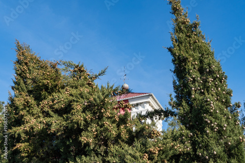 Cupressus sempervirens, or Mediterranean cypress covered  with abundant light-brown cones partially obscure white building topped with red roof and decorative spire against bright blue sky.