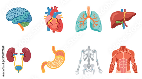 A vector illustration of human body parts including brain, heart, lungs, liver, kidneys, stomach, skeleton, and muscles in a medical context.