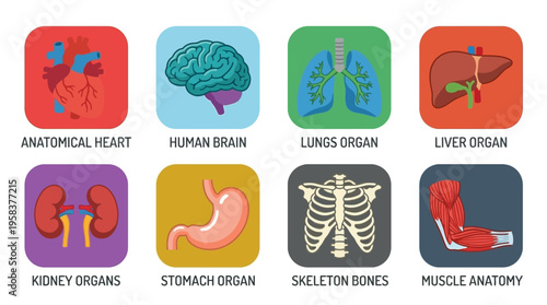 Detailed vector illustration of human anatomy featuring heart, brain, lungs, liver, kidney, stomach, skeleton, and muscle in a medical education setting for learning.