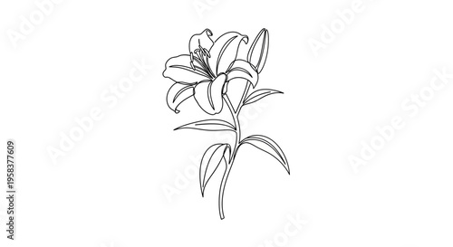 Elegant Lily Flower Line Art Illustration