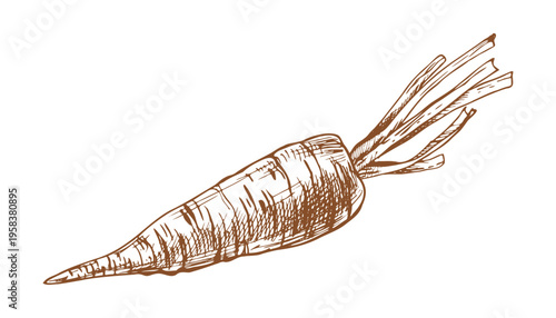 Carrot with trimmed tops drawing. Hand drawn illustration of vegetable in sketch style. Engraved farm produce icon for culinary menu design or organic food market advertisement. Detailed ink artwork.