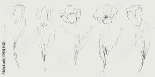 Delicate sketch of five tulips with slender stems and leaves
