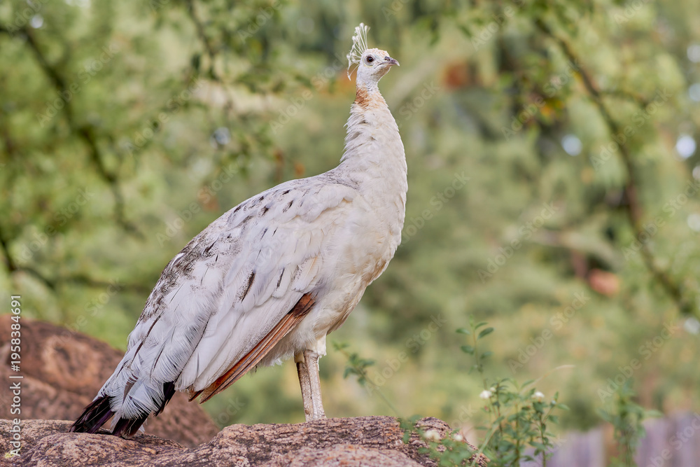 Fototapeta premium Leucistic white peafowl Pavo cristatus standing on a rock, showing its pale plumage and crest against a natural background of green foliage.