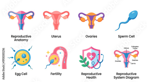 Detailed Vector Illustration of Human Female Reproductive System with Uterus, Ovaries, Sperm Cell, and Egg Cell for Educational and Medical Purposes in Healthcare