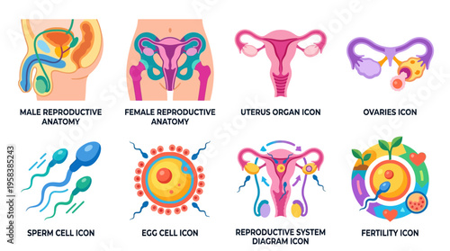 Vector illustration of human reproductive system with detailed male and female anatomy, including uterus, ovaries, sperm and egg cells, and fertility icons in a vector graphic.