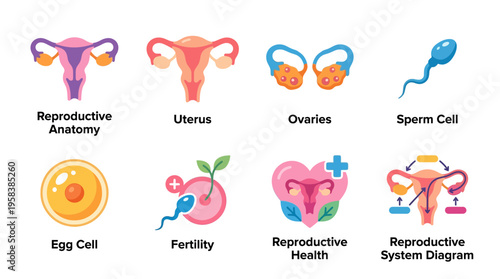 Vector illustration of a detailed reproductive system diagram showing uterus, ovaries, egg cell, and sperm cell for fertility and reproductive health education
