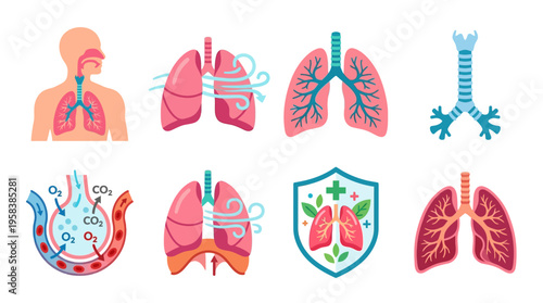 Vector illustration of human lungs with trachea and bronchi in various views and a shield with lungs symbolizing health protection