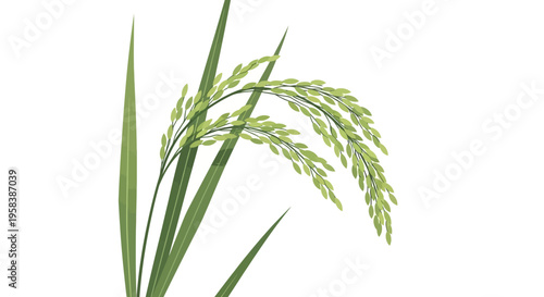 Fresh Green Rice Plant Ear Isolated on White Background, Agriculture Concept