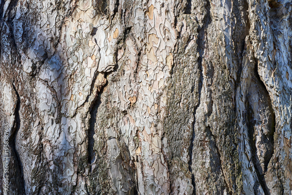 Obraz premium Tree Bark - Pine
