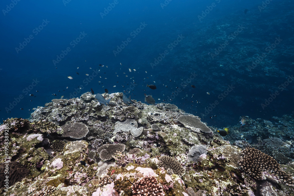 Fototapeta premium Coral Slope and Small Fish in Natural Underwater Scene