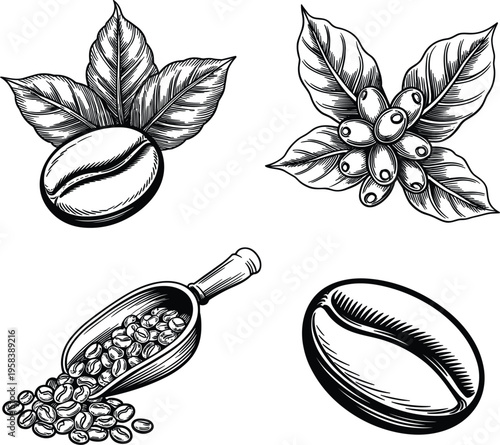 Hand drawn detailed coffee beans, plant leaves and scoop vintage engraving style illustration set