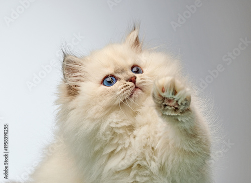 White Siberian colorpoint kitten Neva Masquerade with blue eyes