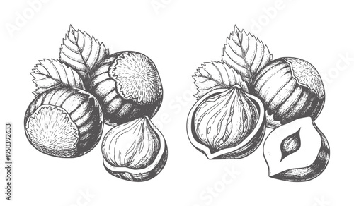 Hand drawn hazelnuts with leaves in vintage style food