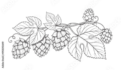 Hand drawn hop vine with cones and leaves plant