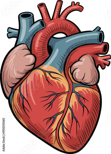 Detailed anatomical human heart illustration with arteries veins and chambers medical biology concept cardiovascular system organ realistic design artwork