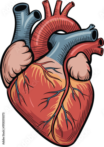 Detailed human heart anatomical illustration showing arteries veins and muscles medical biology concept healthcare education organ structure design artwork