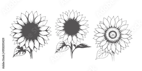 Three line sunflowers with dark centers white floral botanical nature plant