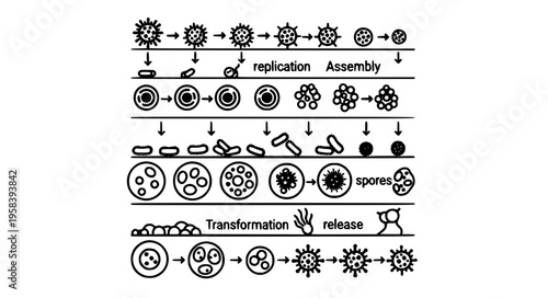 Layered Pathogen Lifecycle and Growth Stages Black Silhouette Scientific Diagram Vector Illustration