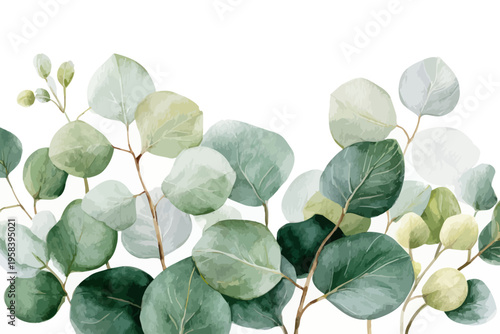 Watercolor eucalyptus leaves on white background: artistic botanical design