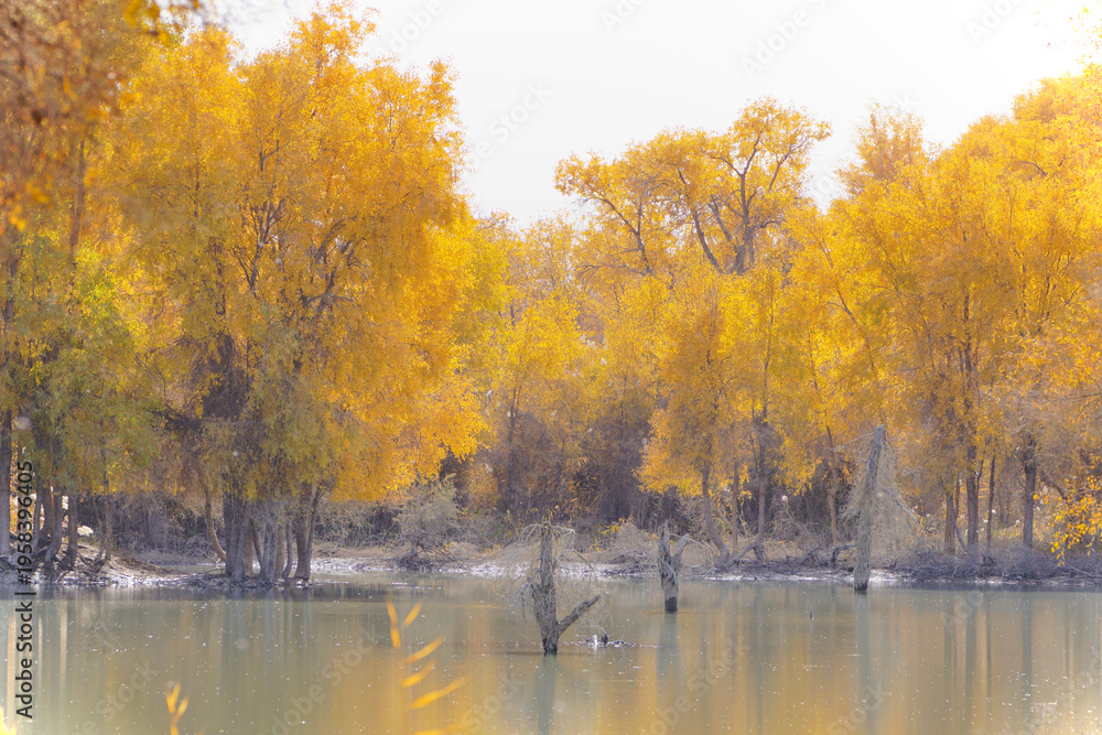 Obraz premium Populus euphratica forest in autumn