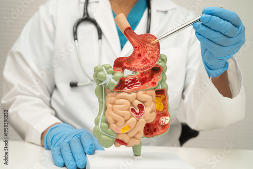 Digestive system with stomach and intestine, Asian doctor holding human model.