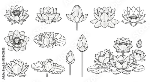 Vector illustration of lotus flowers in various stages of bloom, from buds to fully open petals, on a white background