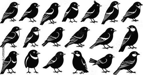 A group of various black birds standing in different poses on a white background