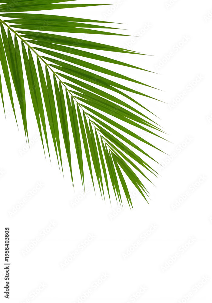 Fototapeta premium Fresh green palm frond isolated on white background