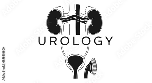 Human urinary system anatomy illustration with "UROLOGY" text, black and white vector.