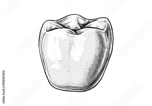 Detailed illustration of a single human molar tooth on a white background