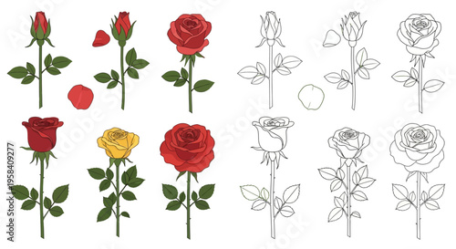 Set of illustrated red and yellow roses, from bud to full bloom, with petals and leaves, in vector format, suitable for various design projects