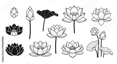 Collection of black and white lotus flowers and buds in various stages of bloom, artfully arranged to showcase their natural elegance and serene beauty, perfect for design elements