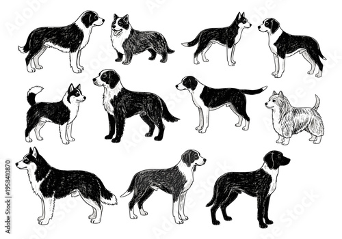 Collection of diverse dog breeds illustrated in a charming black and white sketch style