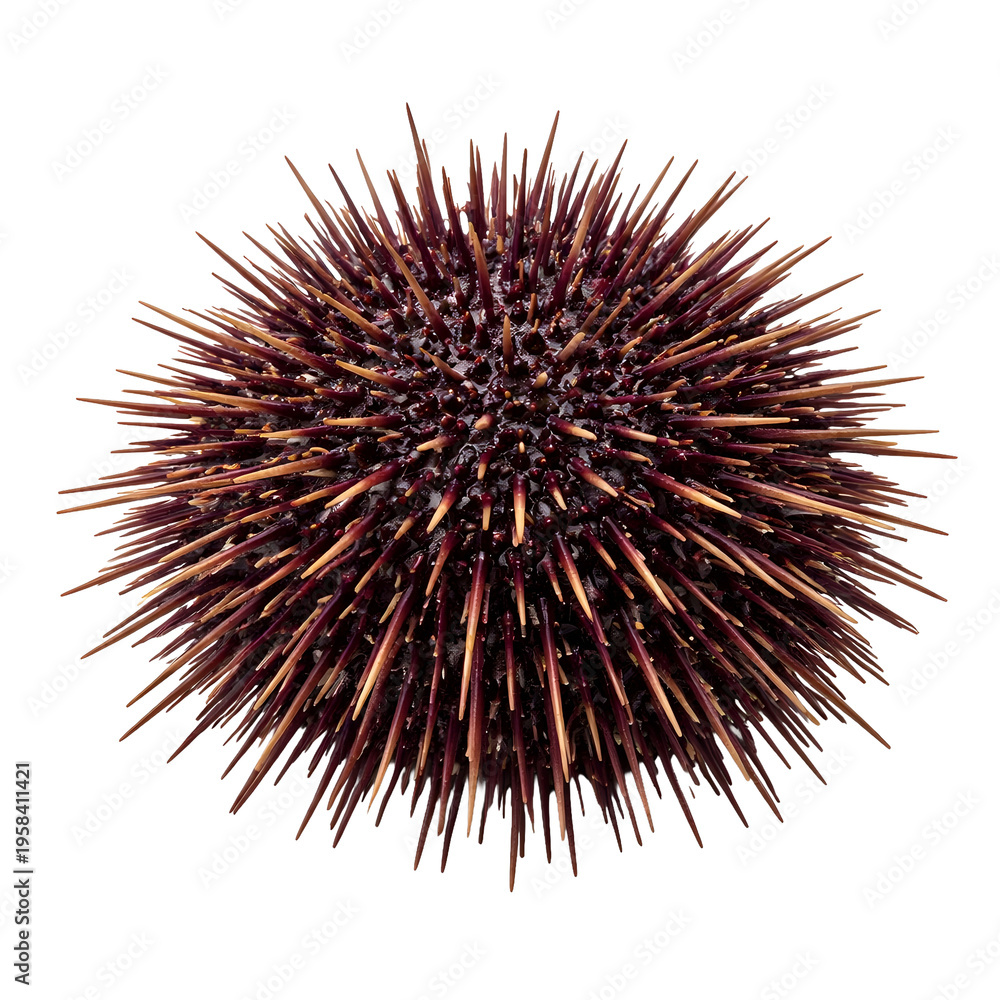 Obraz premium Sea Urchin Isolated on White Background, Spiny Marine Animal Close-Up