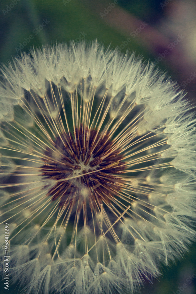Obraz premium Dandelion in the woods
