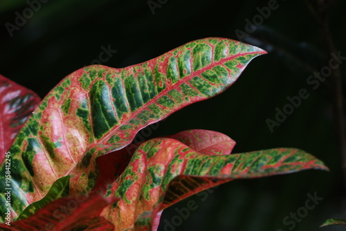 Foto Feuilles de croton Codiaeum variegatum aux couleurs tropicales