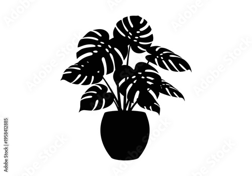 Monstera deliciosa plant silhouette in a pot on a white background