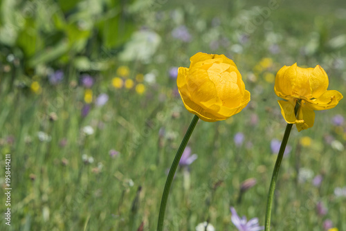 Bright yellow wildflowers blooming in a green meadow with soft blurred background, spring nature scene with copy space, fresh seasonal landscape and natural beauty