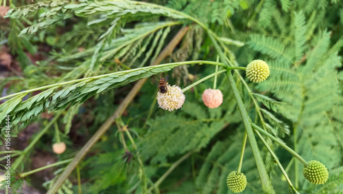 A group of bees on a round flower in the garden